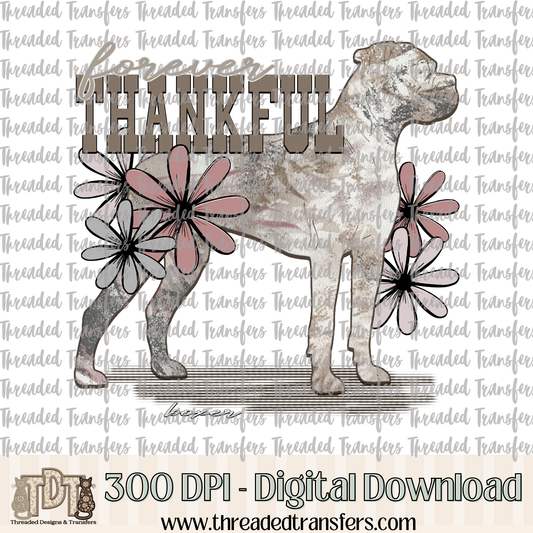 Forever Thankful Boxer Digital Design Download (PNG Format - no product shipped)