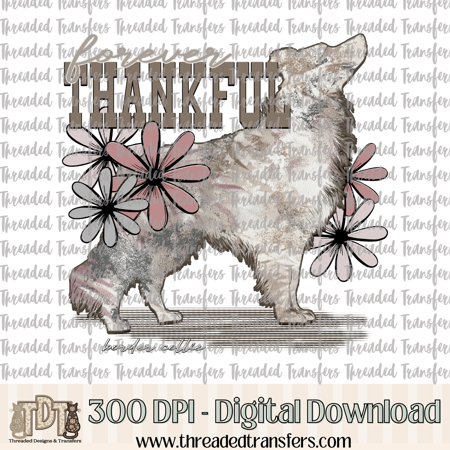 Forever Thankful Border Collie Digital Design Download (PNG Format - no product shipped)