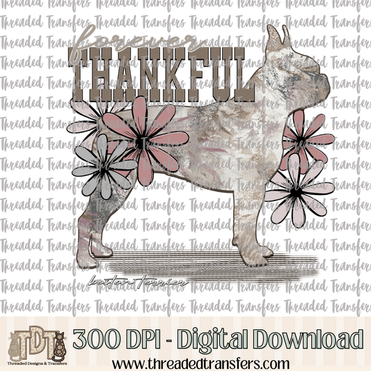 Forever Thankful Boston Terrier Digital Design Download (PNG Format - no product shipped)